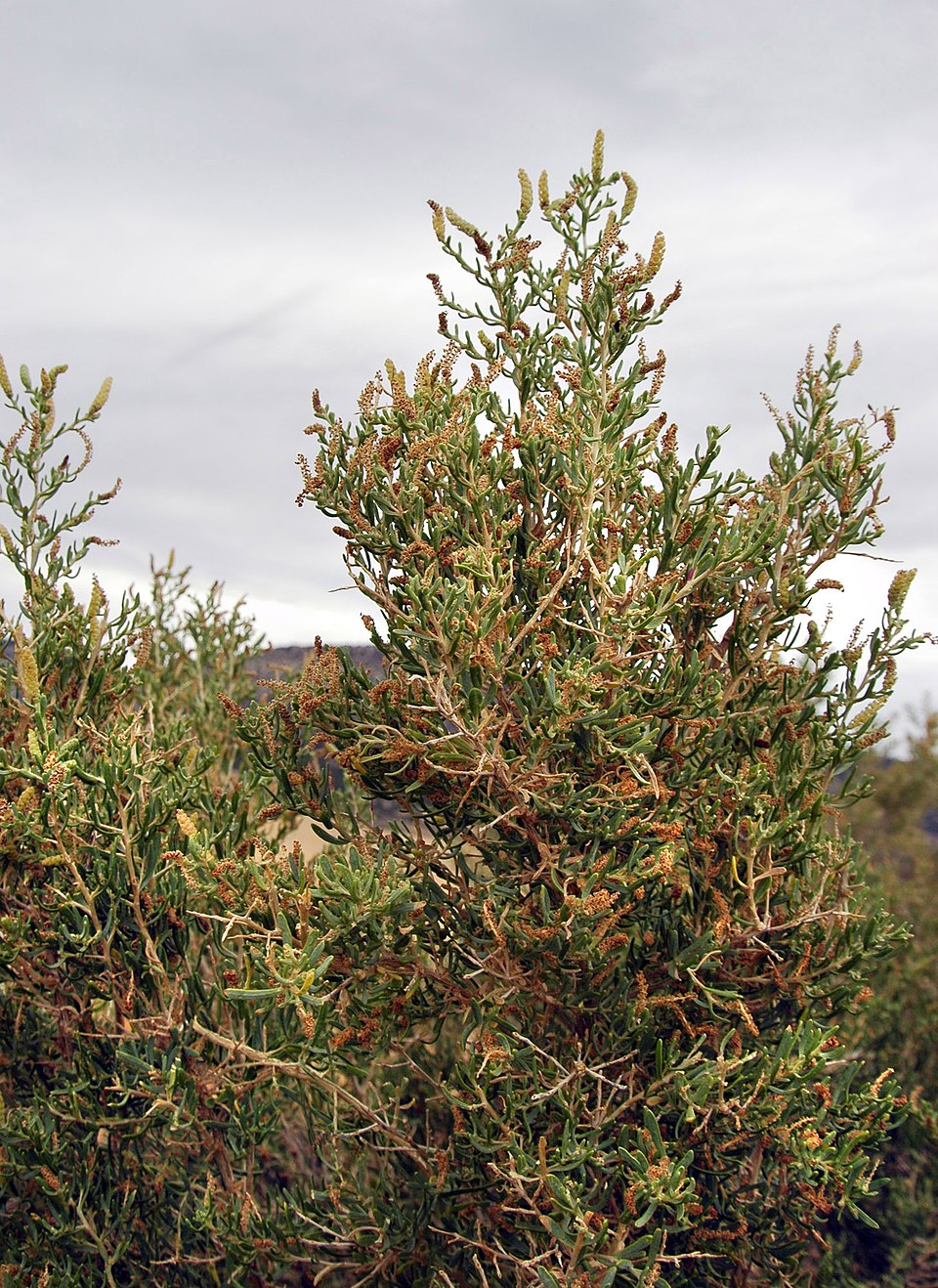 Sarcobatus vermiculatus (Greasewood) (alternate view 8)