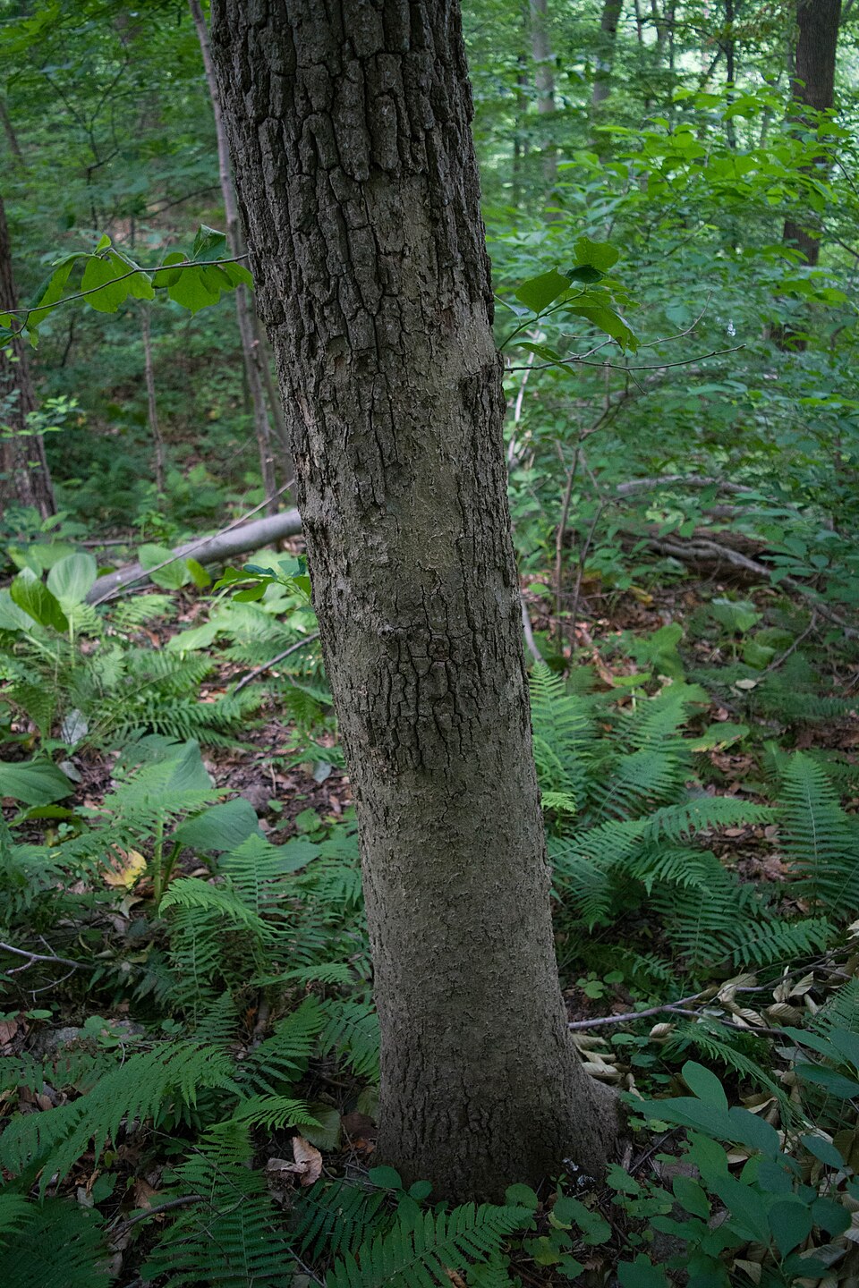 Nyssa sylvatica (sour gum, tupelo) (alternate view 6)