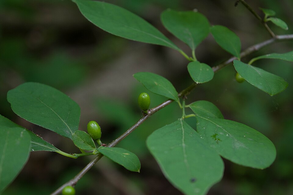 Lindera benzoin (northern spicebush)