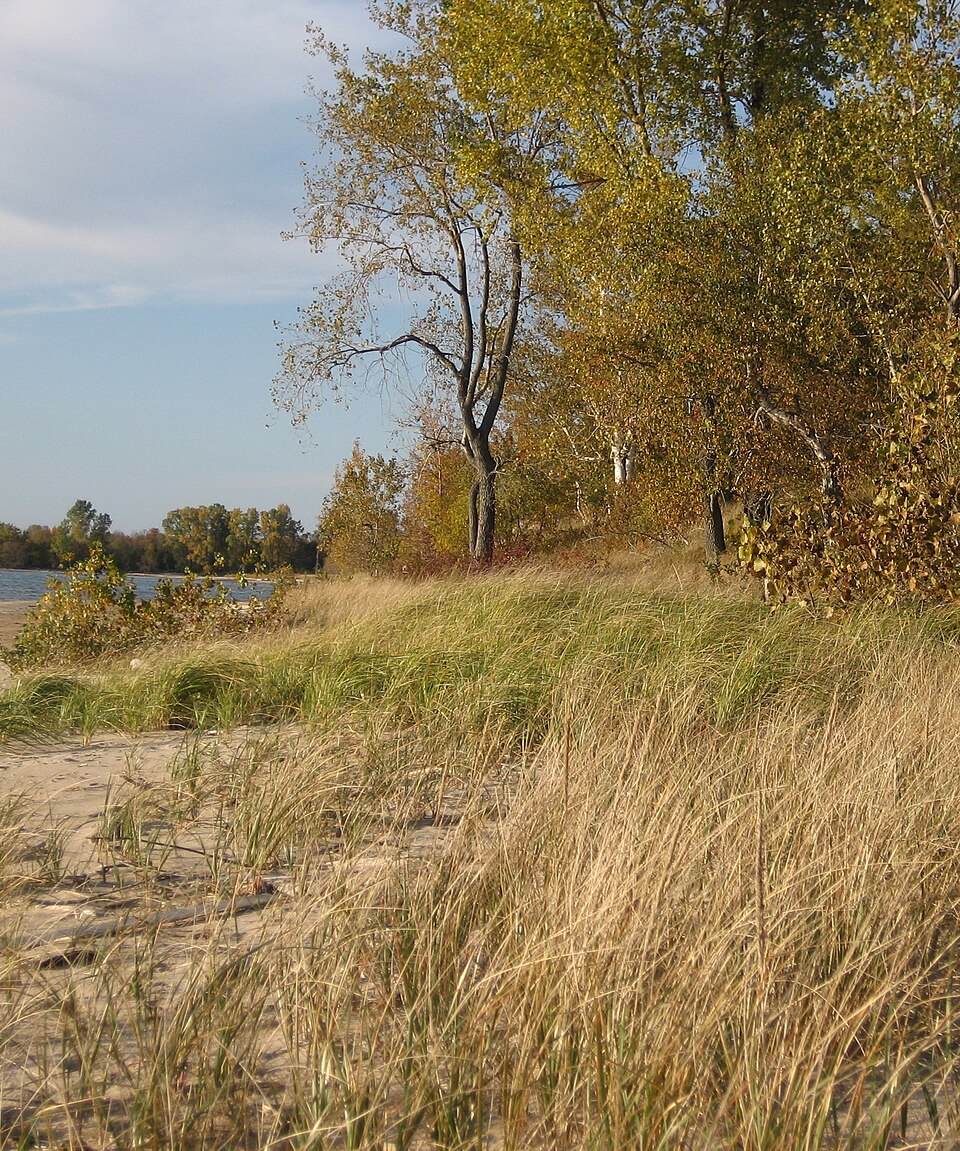 Calamagrostis breviligulata (American marram grass) (alternate view 9)