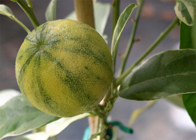 Citrus × aurantium (Orange) (alternate view 6)