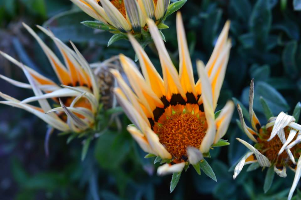 Gazania × splendens (Garden Treasure Flower) (alternate view 2)
