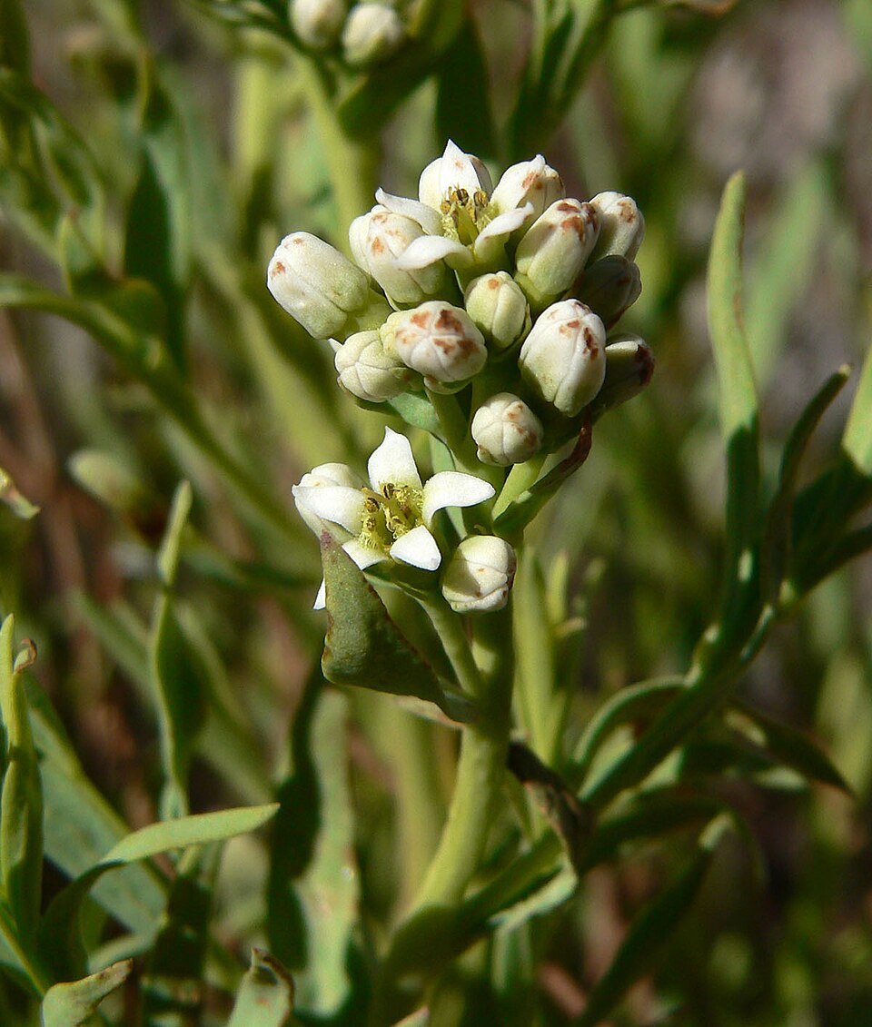 Comandra umbellata (bastard toadflax) (alternate view 2)