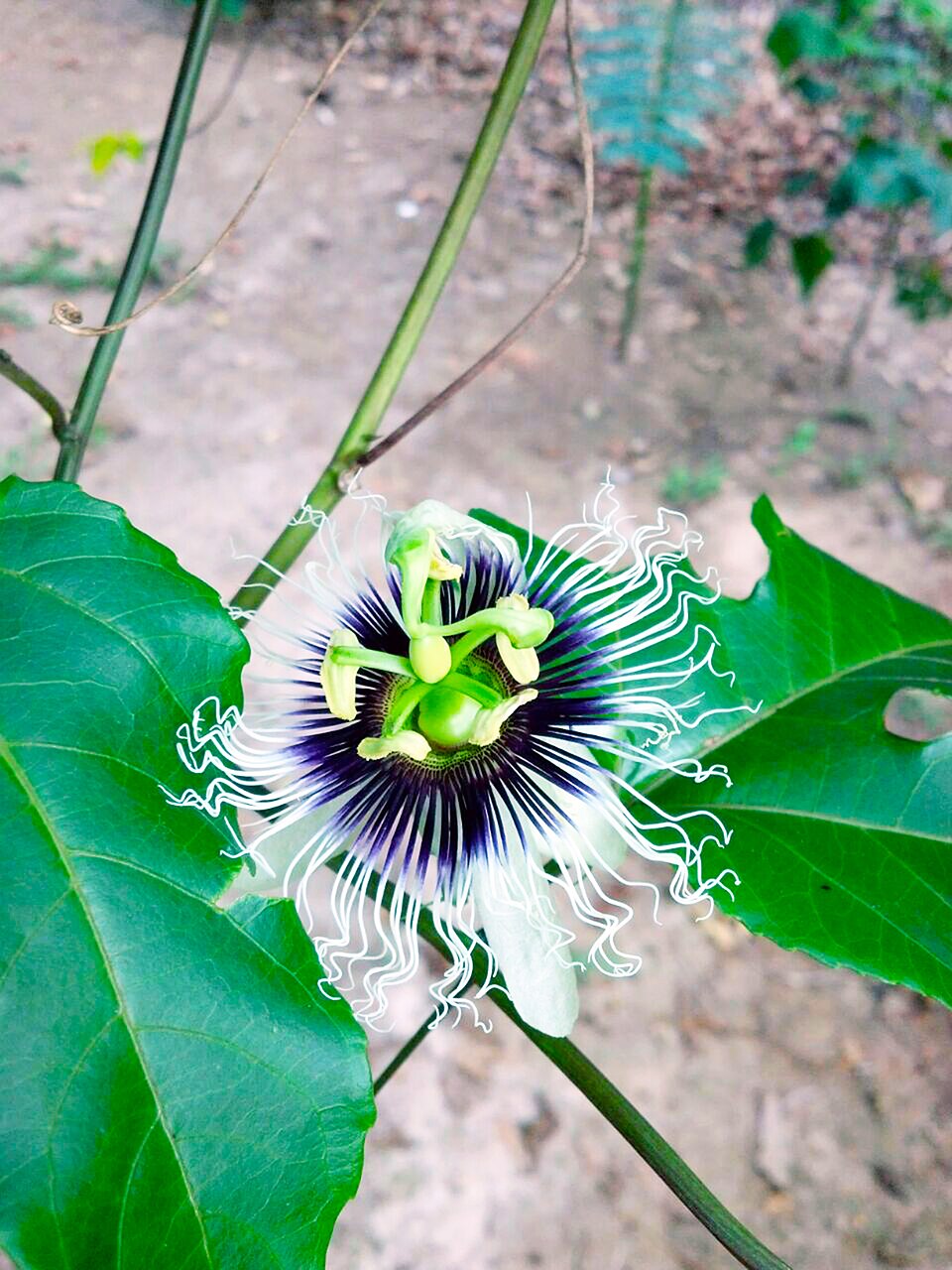 Passiflora edulis (passion fruit) (alternate view 7)