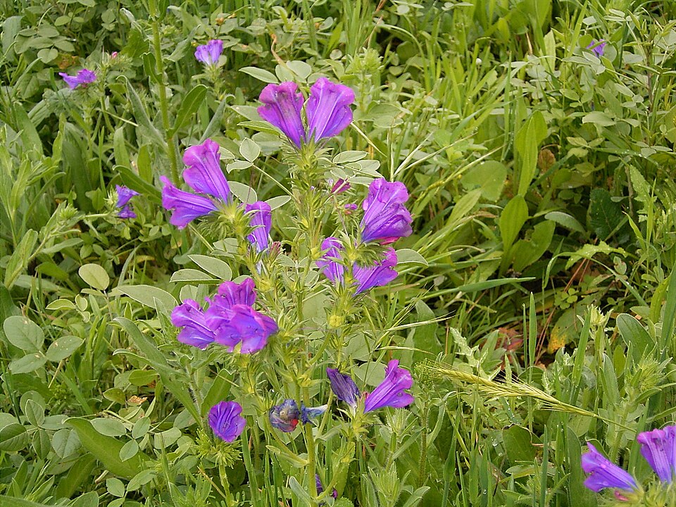 Echium plantagineum (purple viper's-bugloss)