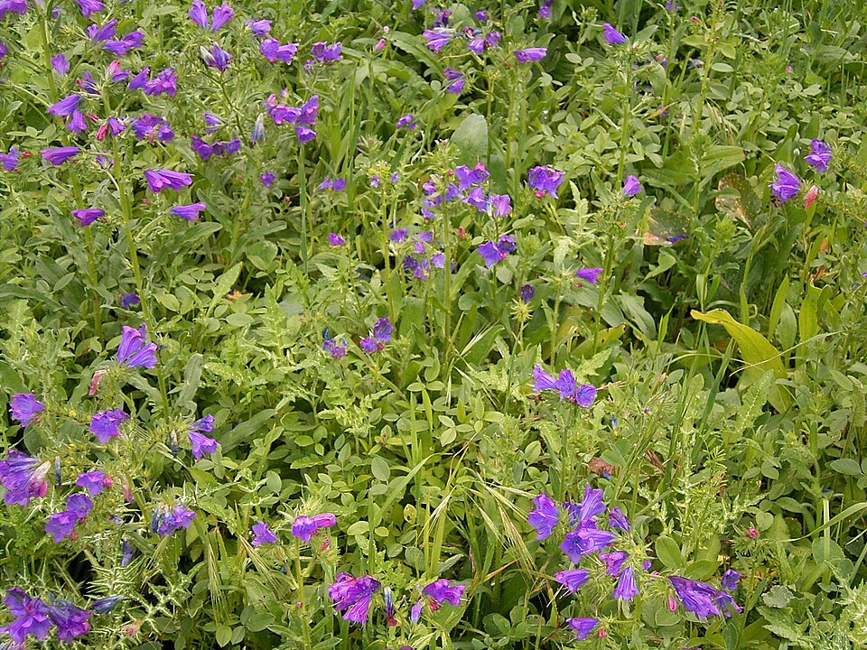 Echium plantagineum (purple viper's-bugloss)