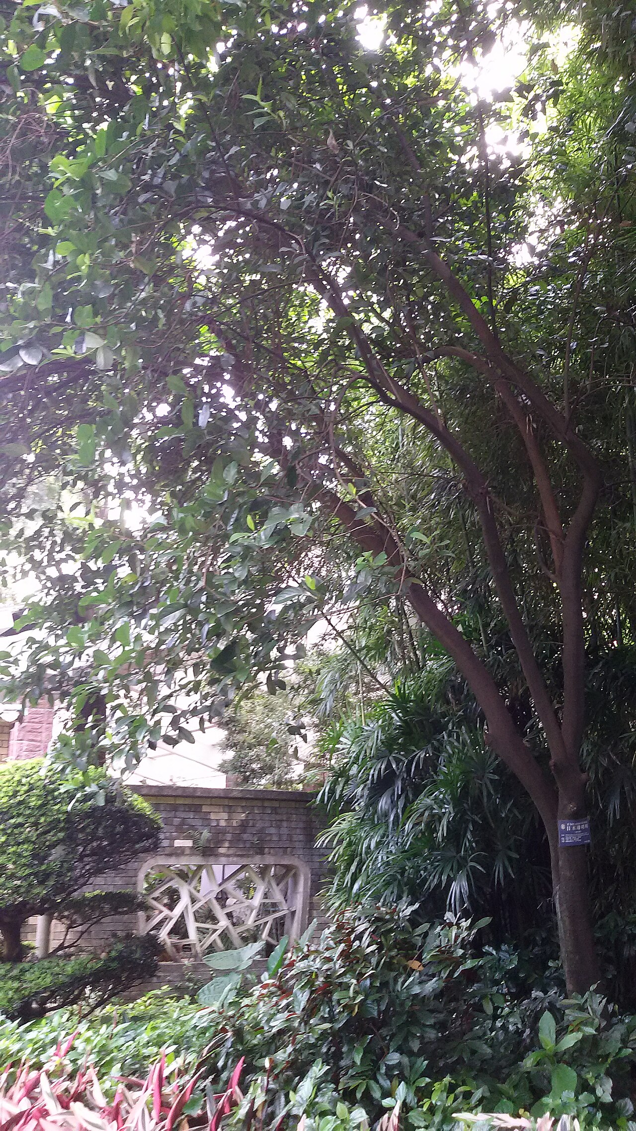 Viburnum odoratissimum, Sweet viburnum — upright evergreen (Viburnaceae) (image 5 of 5)