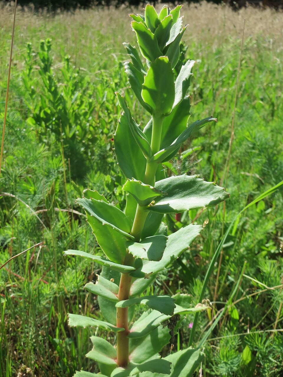 Hylotelephium telephium (Orpine) (alternate view 8)