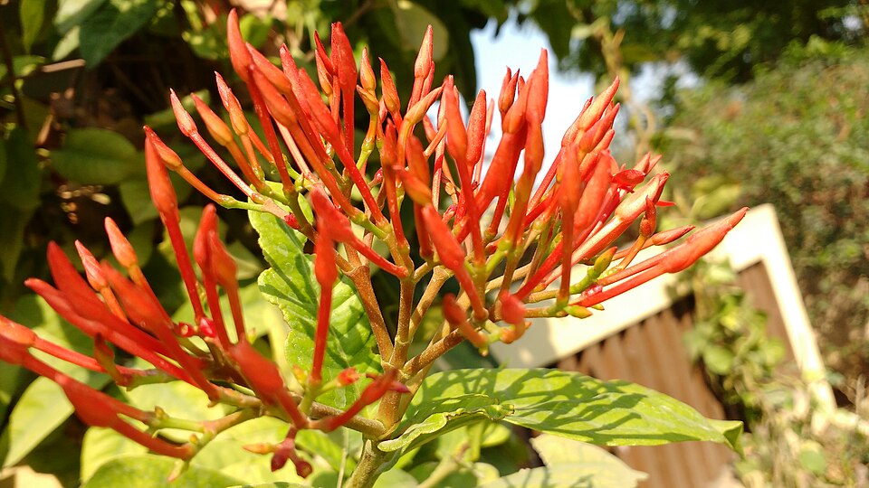Ixora (ixoras) (alternate view 6)
