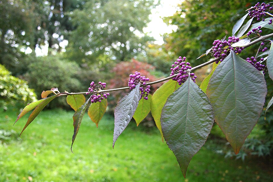 Callicarpa bodinieri var. 'Profusion' (Profusion Beautyberry) (alternate view 2)