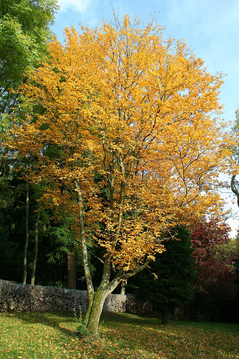 Sorbus alnifolia (Korean Mountain Ash) (alternate view 5)