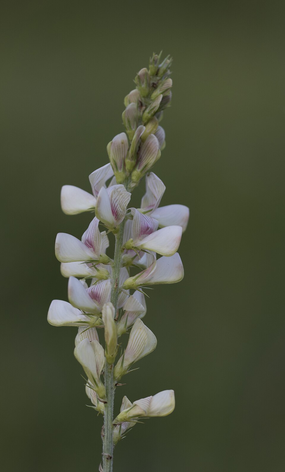 Onobrychis (Sainfoins) (alternate view 2)