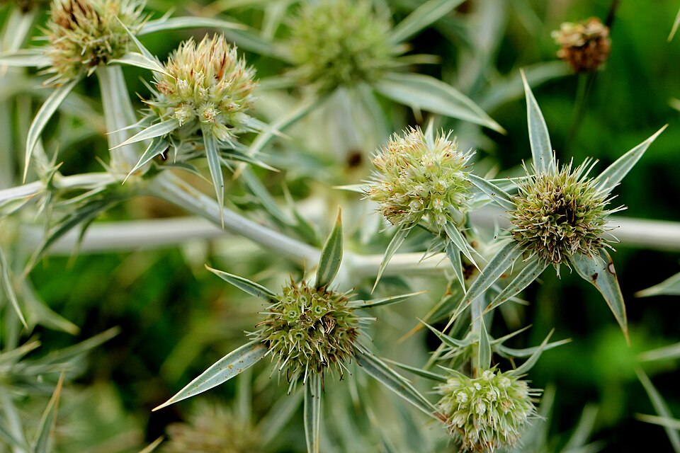 Carduus (plumeless thistles) (alternate view 4)
