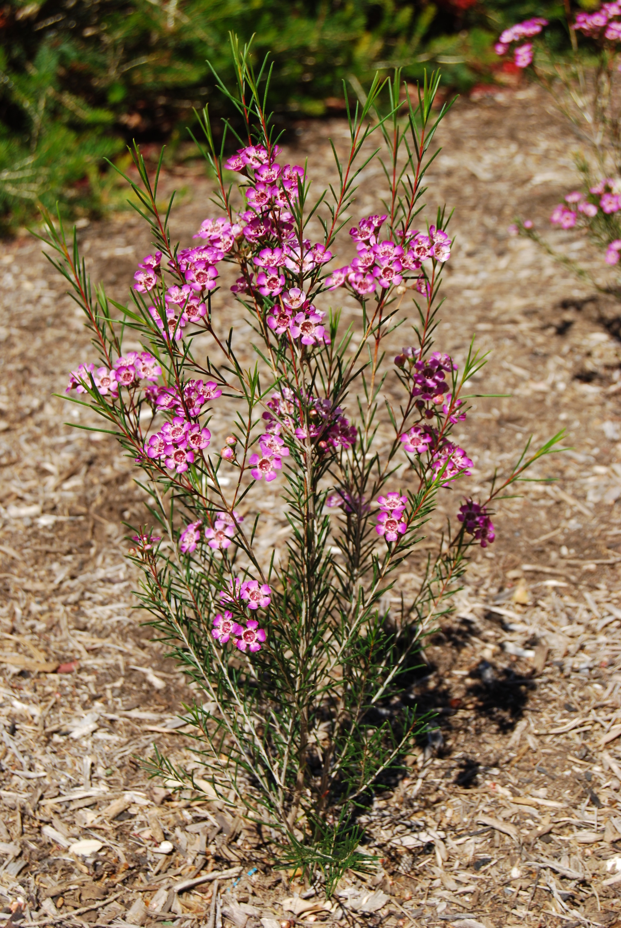 Chamelaucium uncinatum, Geraldton wax — upright evergreen (Myrtaceae) (image 4 of 10)