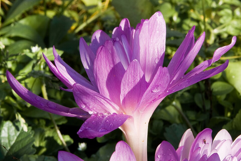 Colchicum 'Waterlily' (Waterlily Autumn Crocus) (alternate view 2)