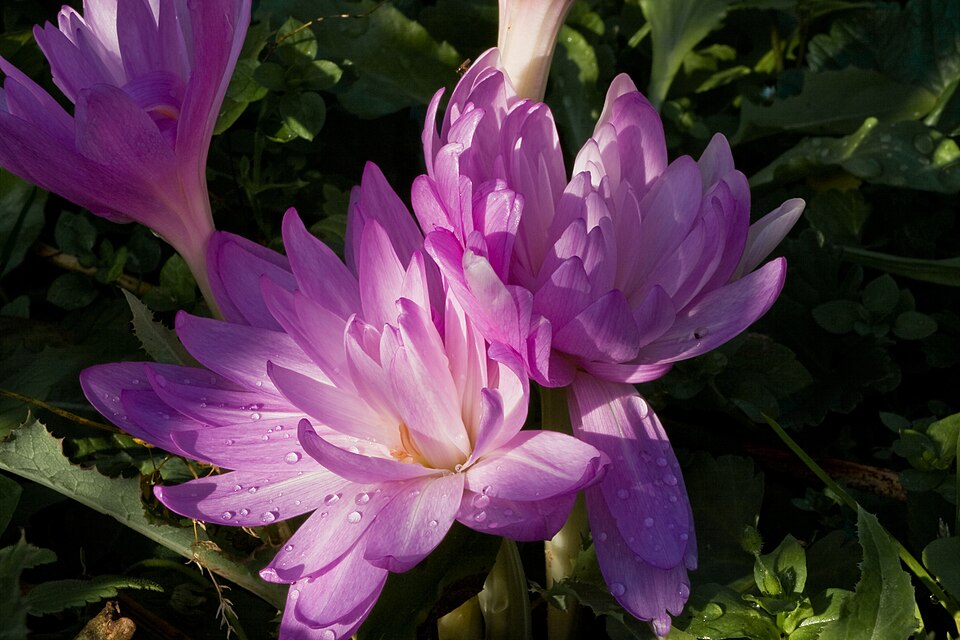Colchicum 'Waterlily' (Waterlily Autumn Crocus) (alternate view 3)