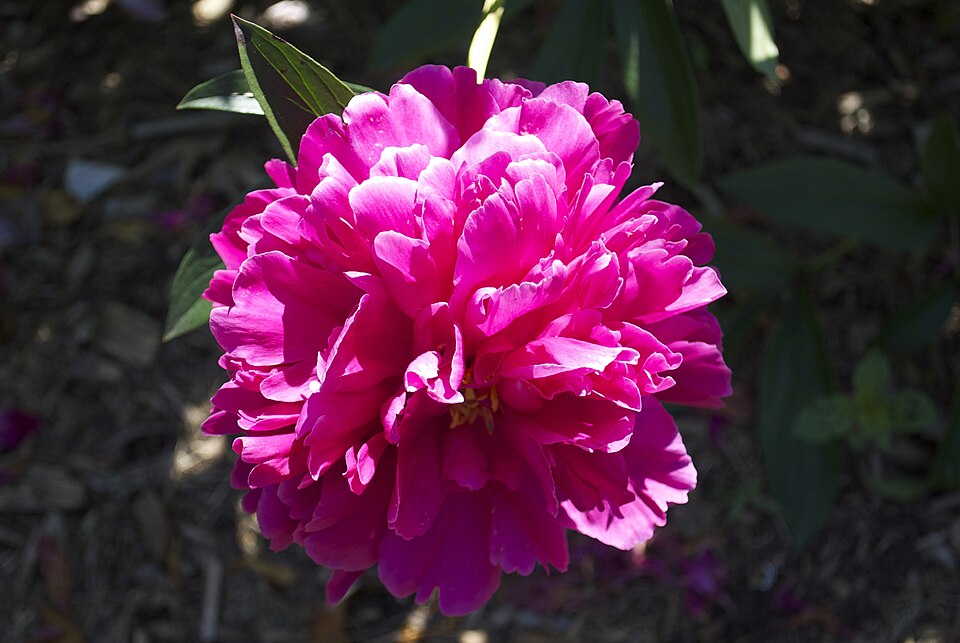Paeonia 'Kansas' (Kansas Peony) (alternate view 5)