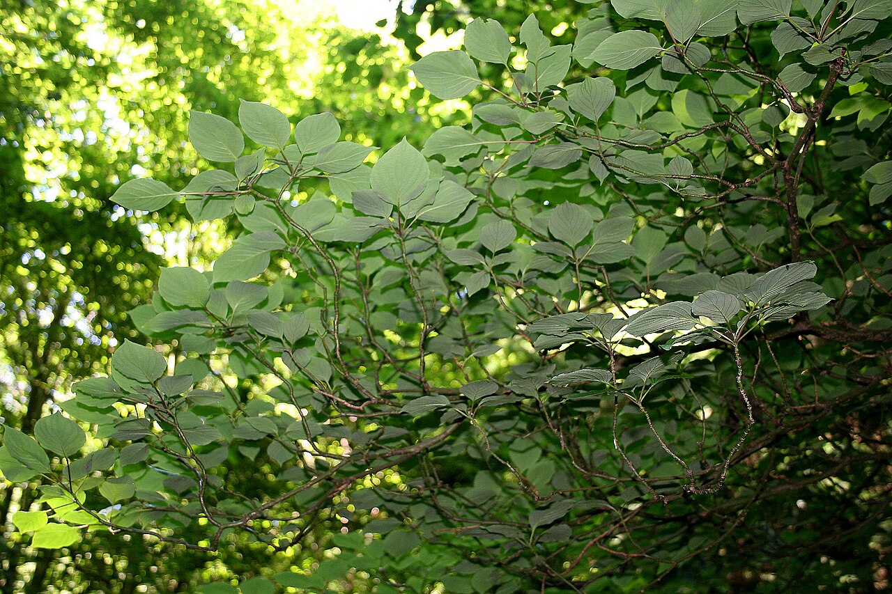 Cornus controversa, Wedding cake tree — spreading deciduous (Cornaceae) (image 7 of 10)