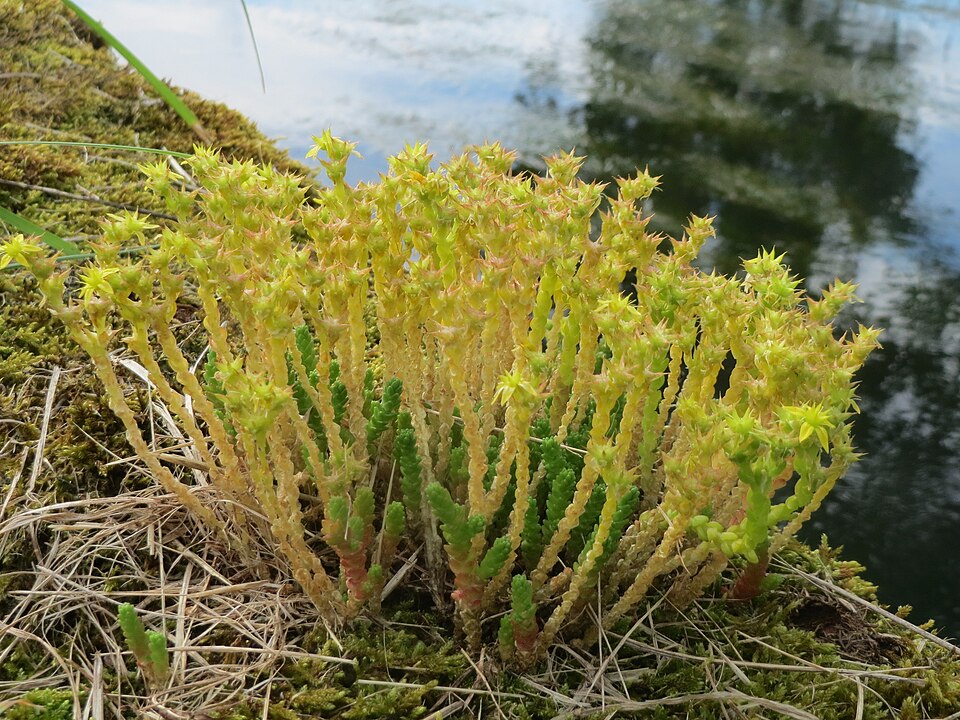 Sedum acre (Biting Stonecrop)