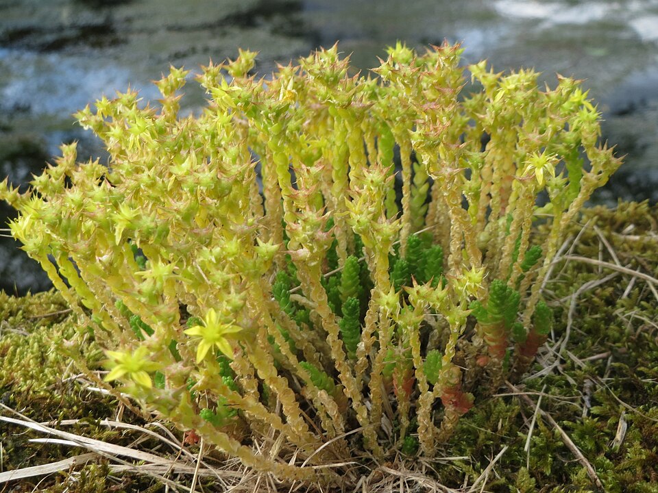 Sedum acre (Biting Stonecrop)
