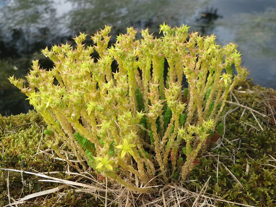 Sedum acre (Biting Stonecrop)