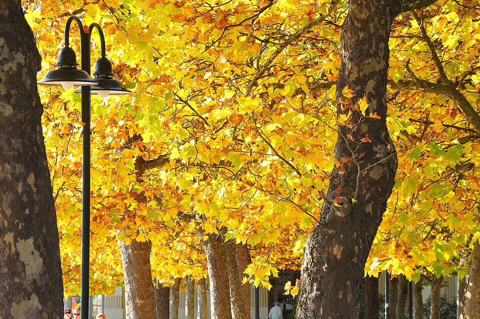 Platanus × hispanica (London Plane) (alternate view 8)