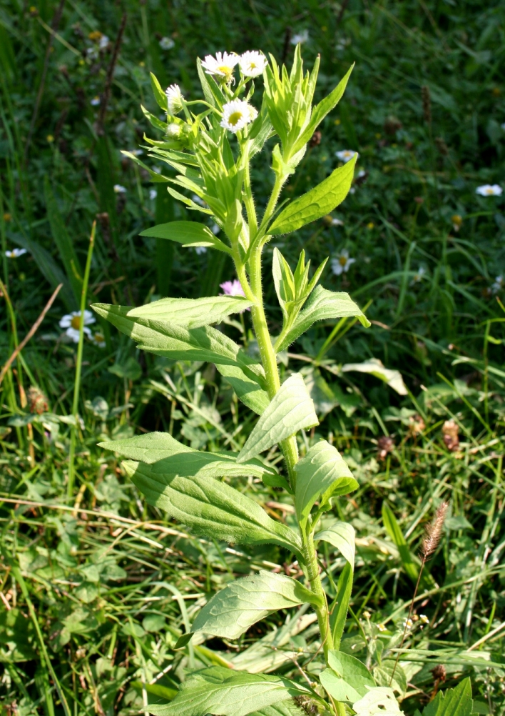 Erigeron strigosus (daisy fleabane)