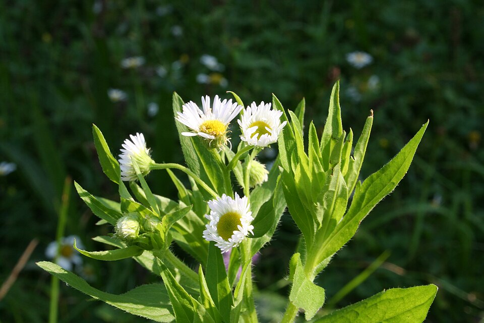 Erigeron strigosus (daisy fleabane)