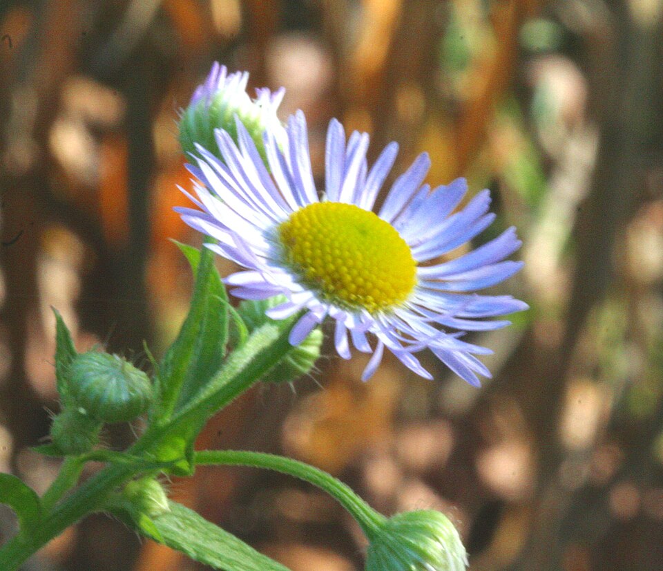Erigeron strigosus (daisy fleabane)