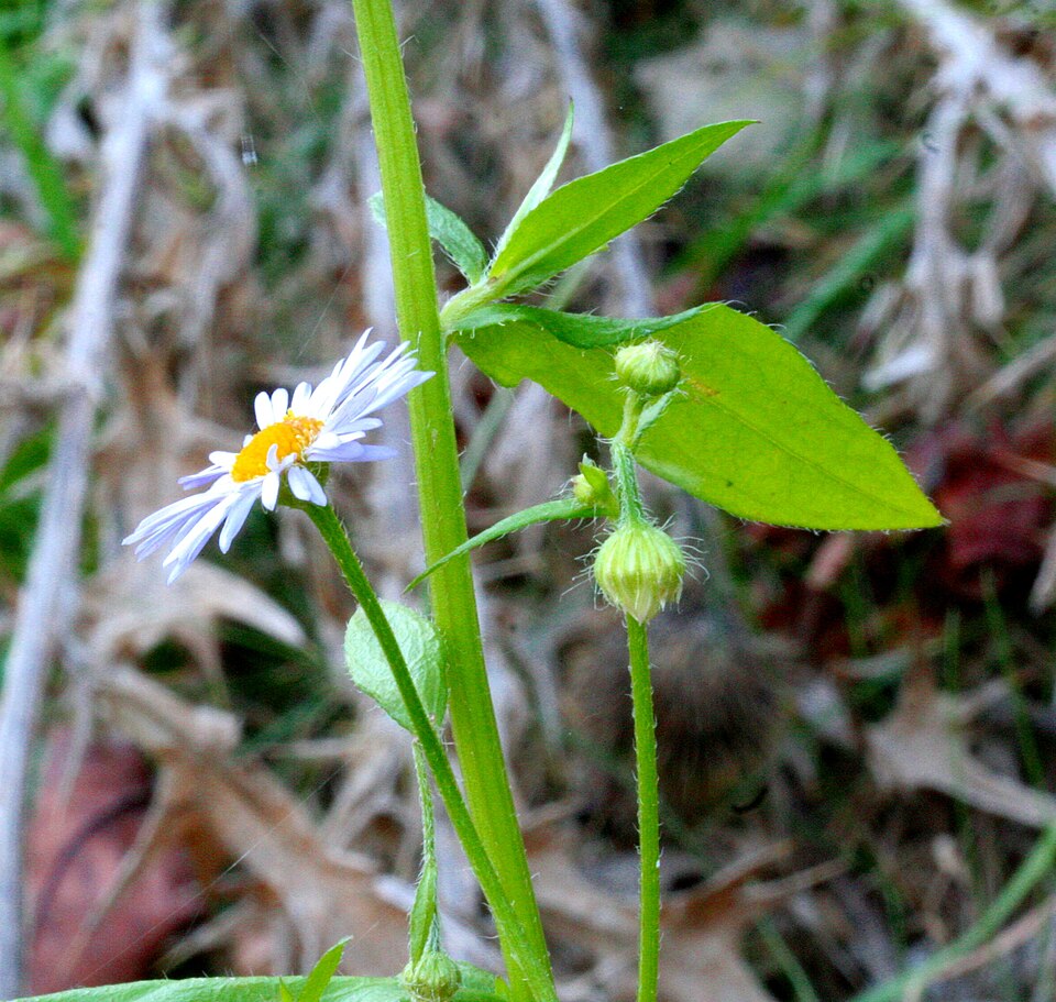 Erigeron strigosus (daisy fleabane)