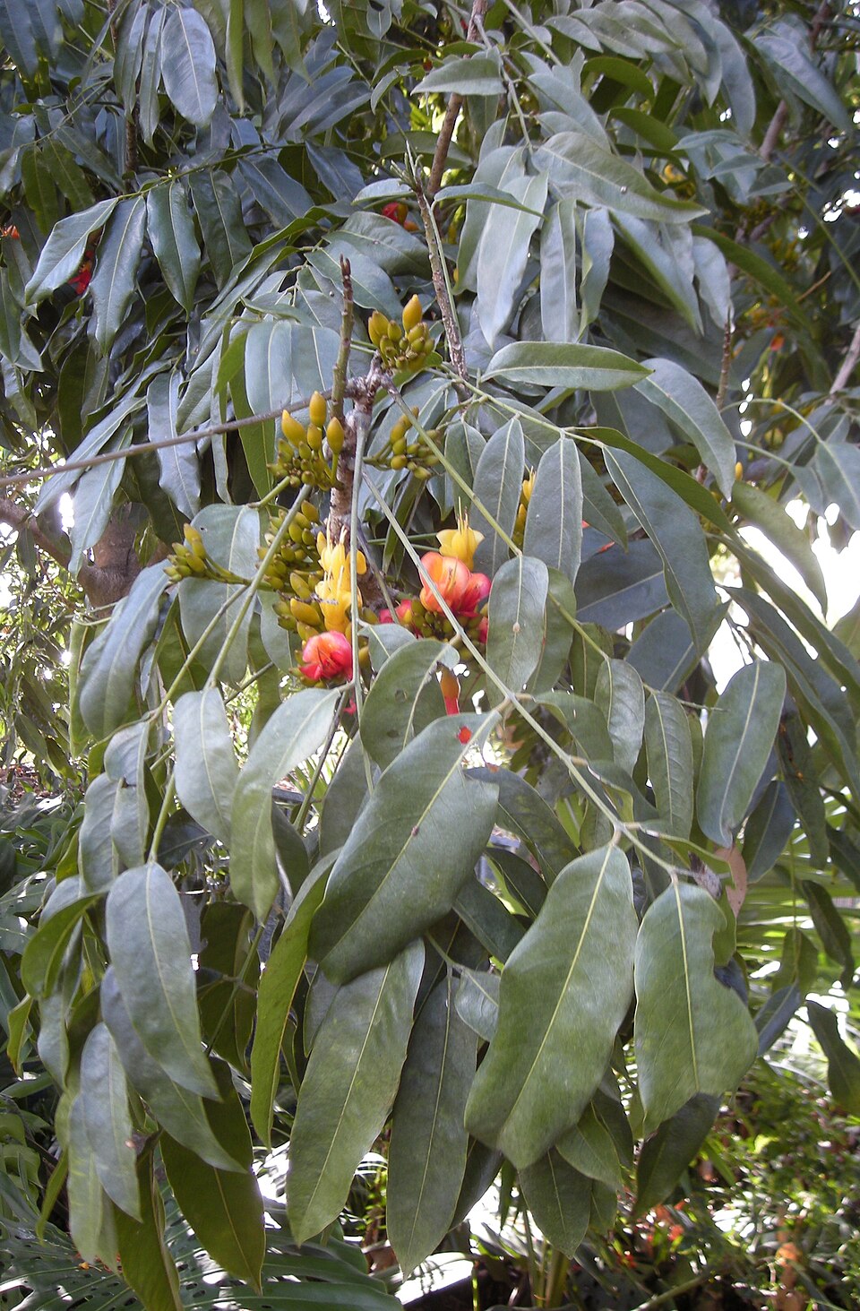 Castanospermum australe (Blackbean) (alternate view 6)