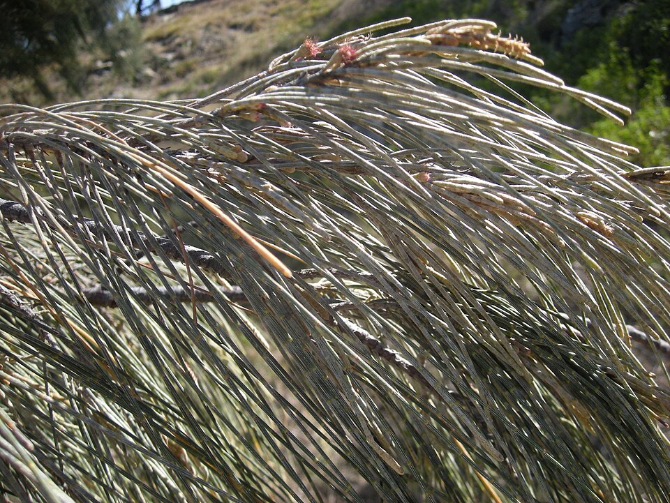 Casuarina equisetifolia (Beach Sheoak) (alternate view 3)
