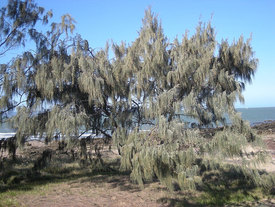 Casuarina equisetifolia (Beach Sheoak) (alternate view 4)