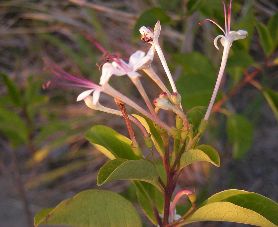Clerodendrum floribundum (Lolly Bush) (alternate view 8)