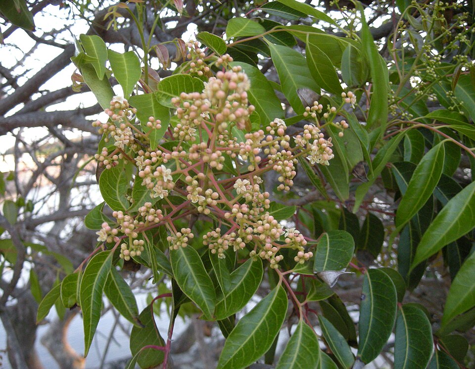 Euroschinus falcatus (Blush Cudgerie)