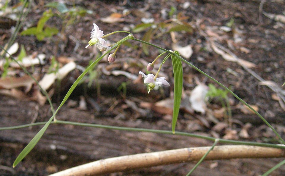 Eustrephus latifolius (Wombat Berry) (alternate view 2)