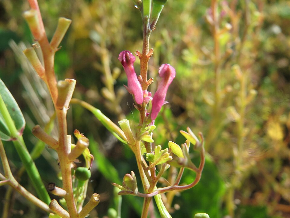 Fumaria officinalis (Common Fumitory)