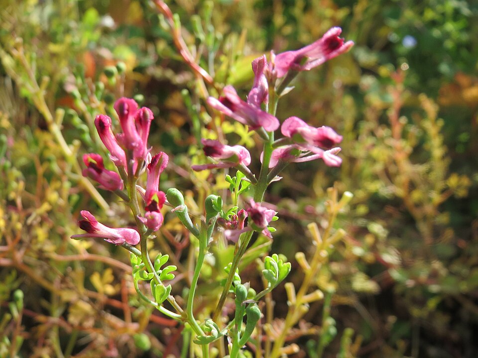 Fumaria officinalis (Common Fumitory)