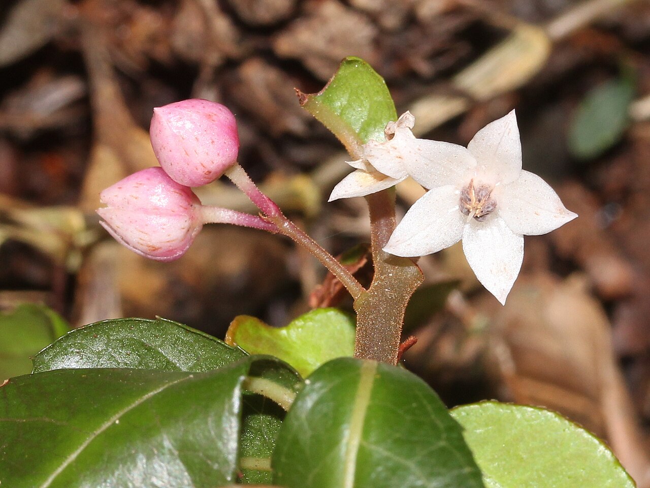 Ardisia japonica, Marlberry — spreading evergreen (Primulaceae) (image 3 of 10)