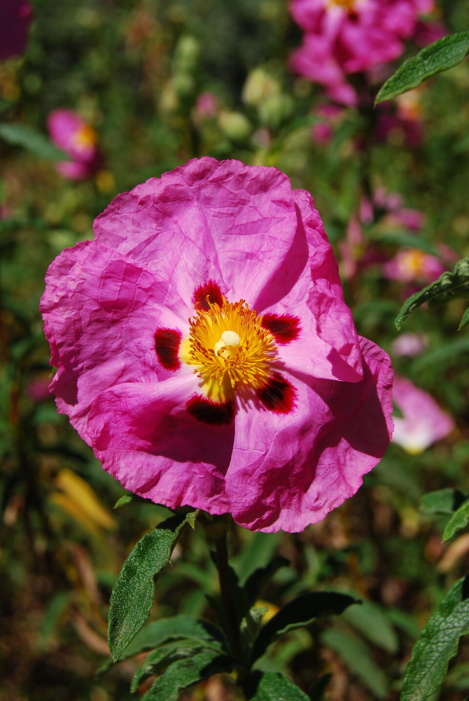 Cistus purpureus (Purple Rock Rose) (alternate view 7)