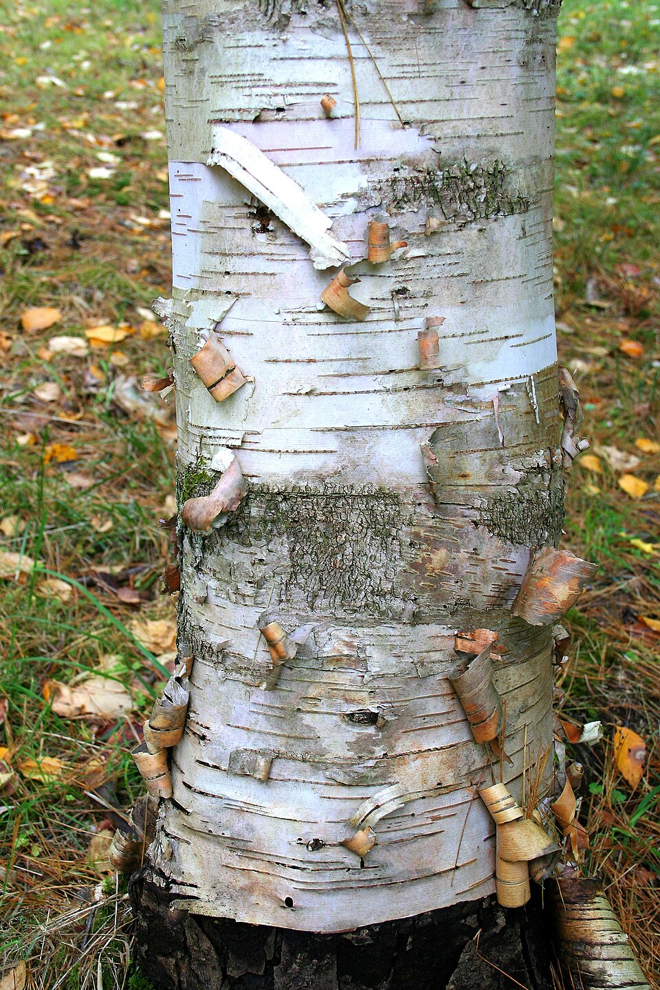 Betula utilis ssp. jacquemontii (Himalayan white birch) (alternate view 9)