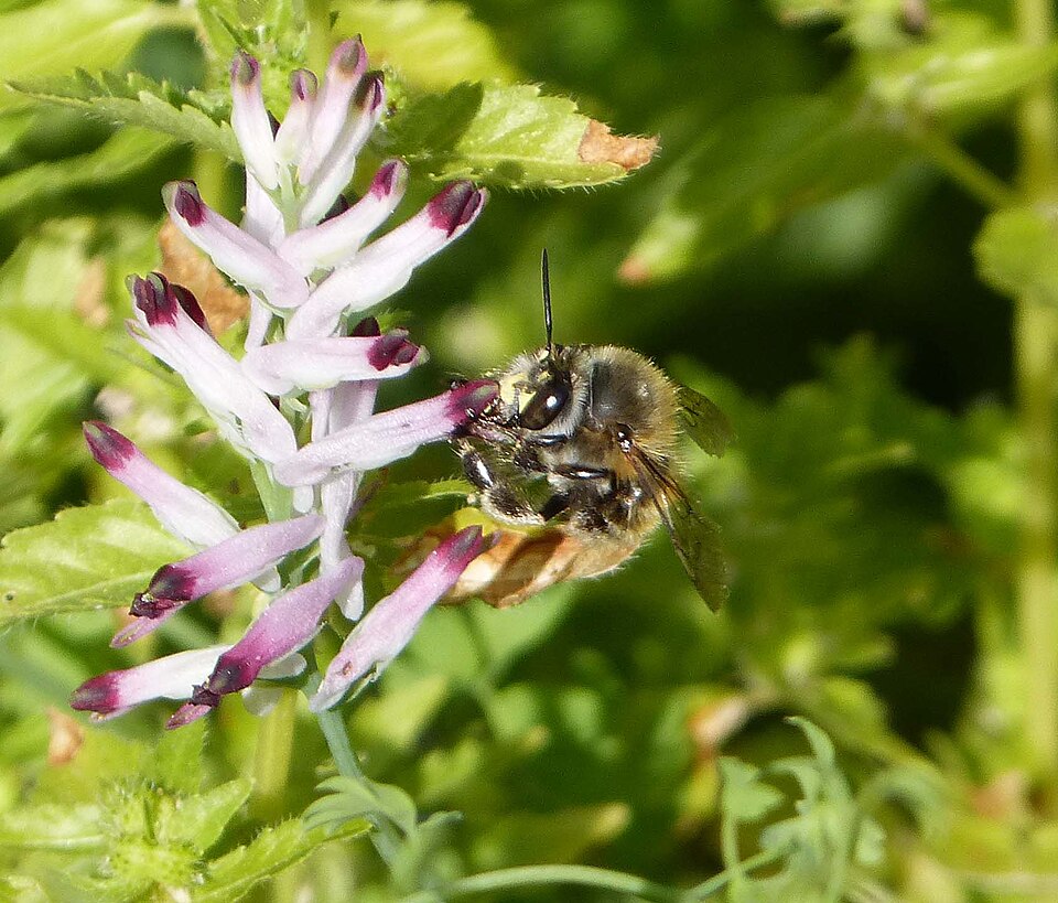 Fumaria officinalis (Common Fumitory)