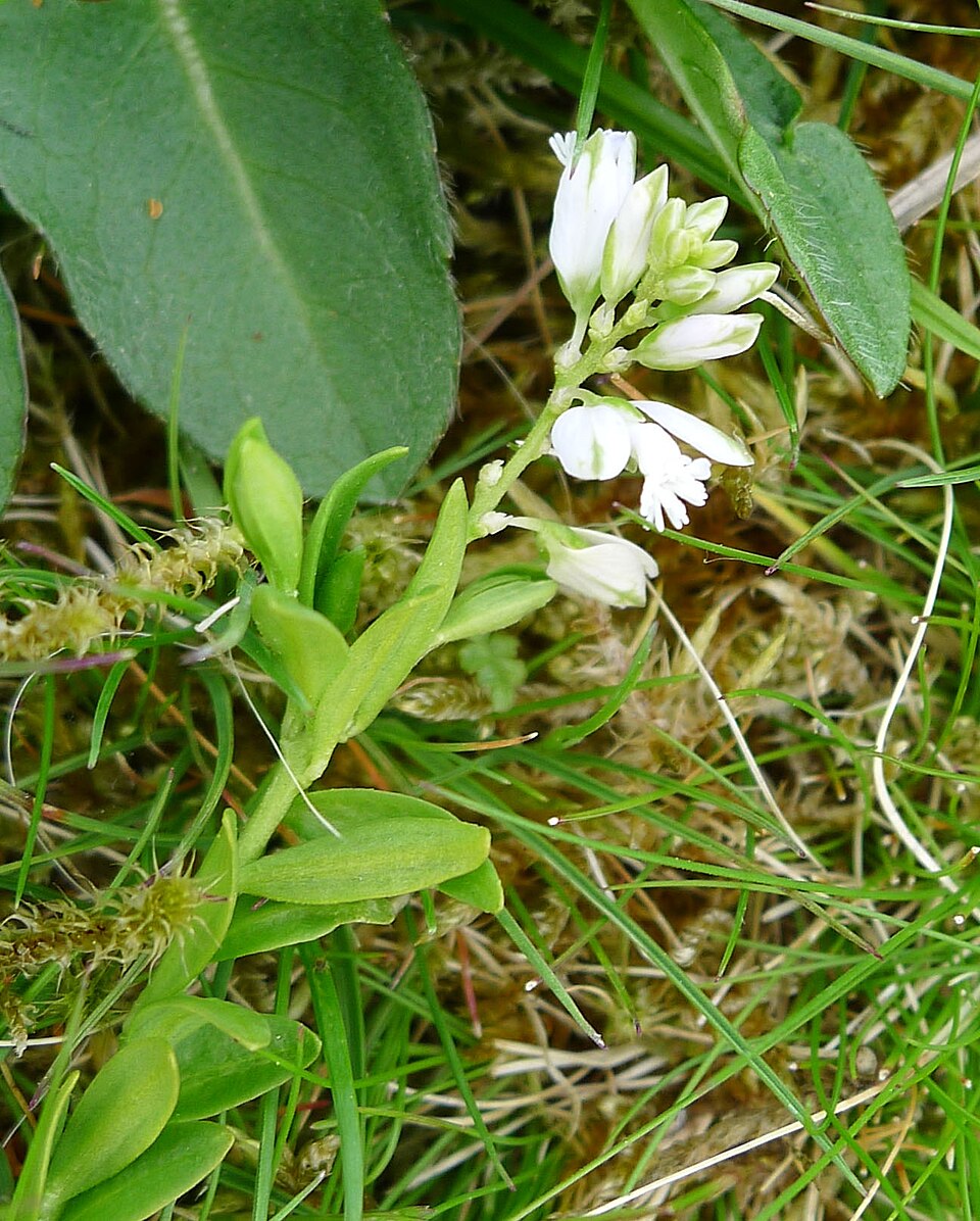 Senega alba (white milkwort) (alternate view 7)