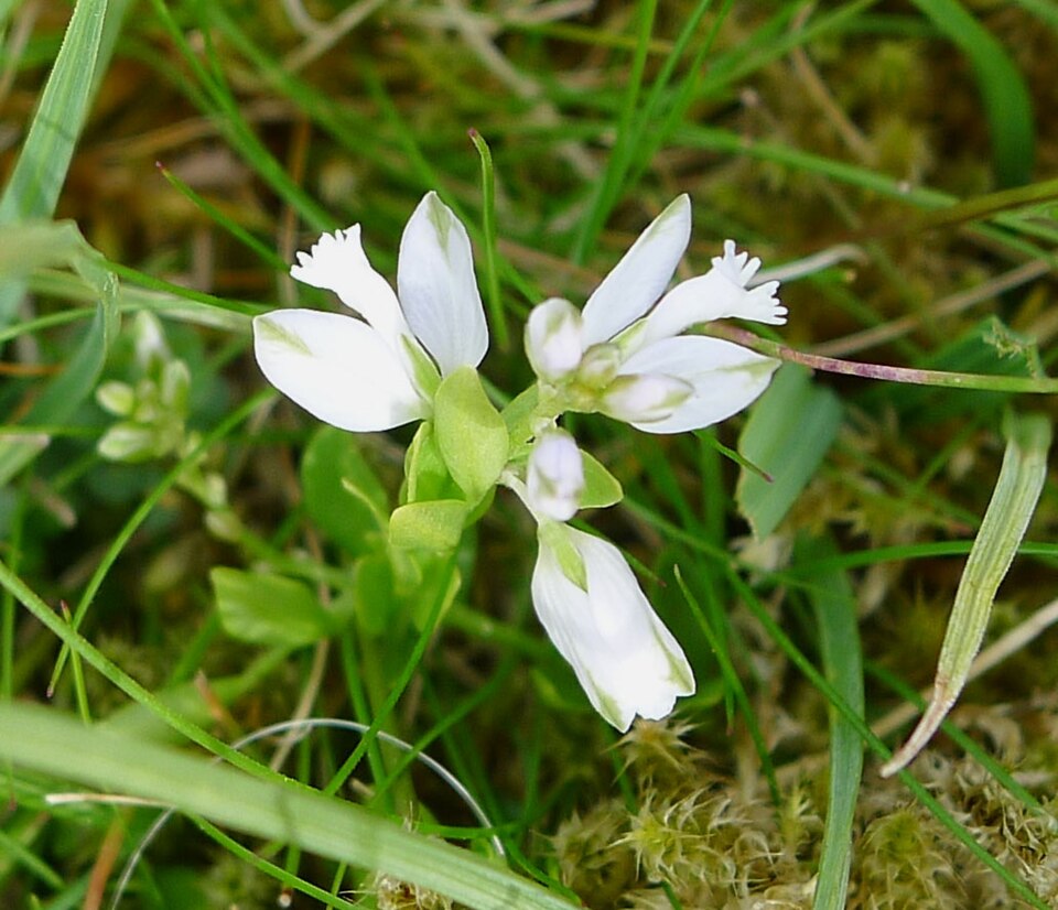 Senega alba (white milkwort) (alternate view 8)