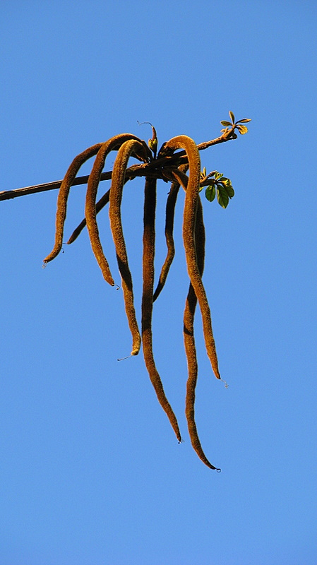 Handroanthus chrysotrichus (Golden Trumpet Tree) (alternate view 7)