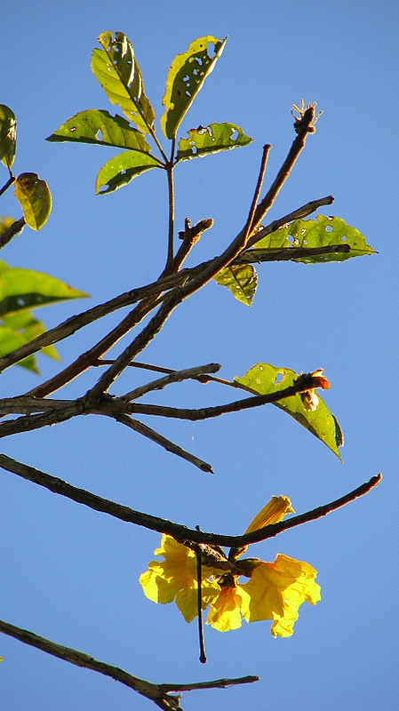 Handroanthus chrysotrichus (Golden Trumpet Tree) (alternate view 8)