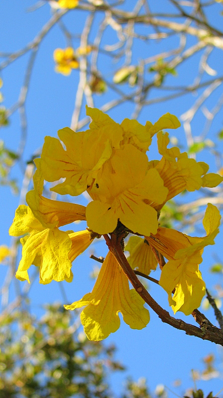 Handroanthus chrysotrichus (Golden Trumpet Tree) (alternate view 9)