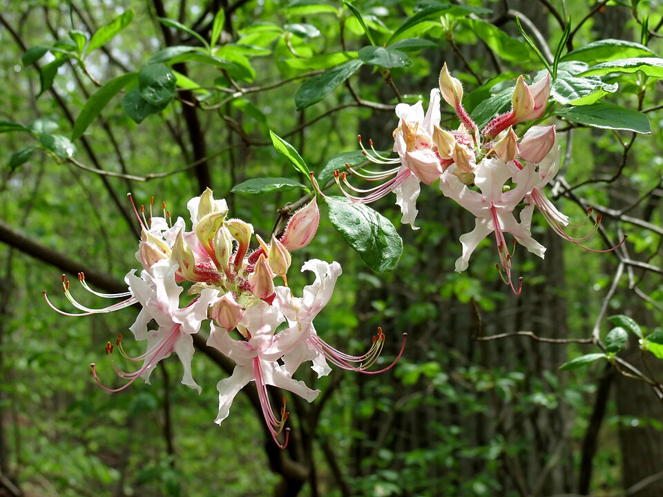 Rhododendron periclymenoides (Pinxter Flower) (alternate view 10)