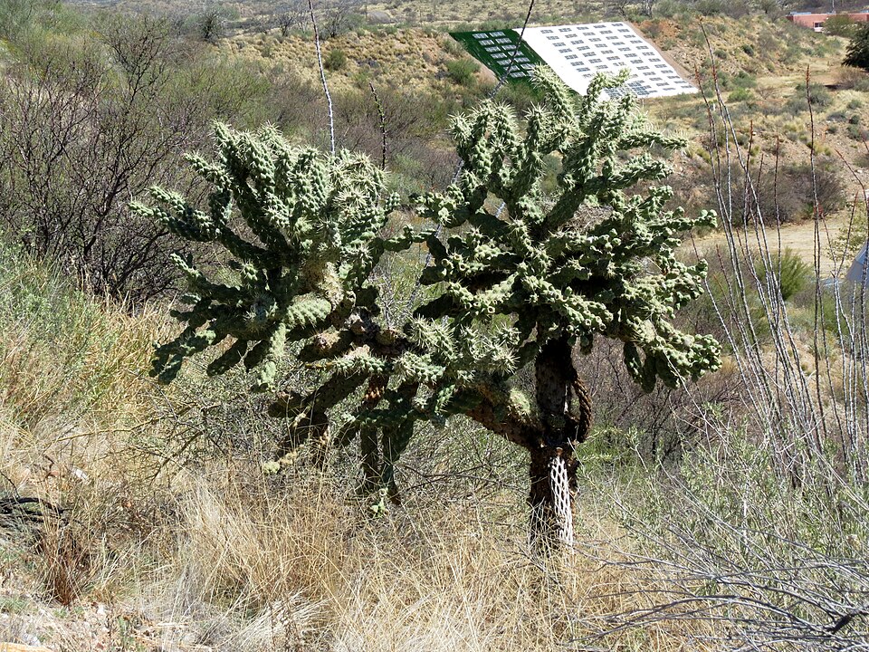 Cylindropuntia fulgida (Chain-fruit Cholla) (alternate view 8)
