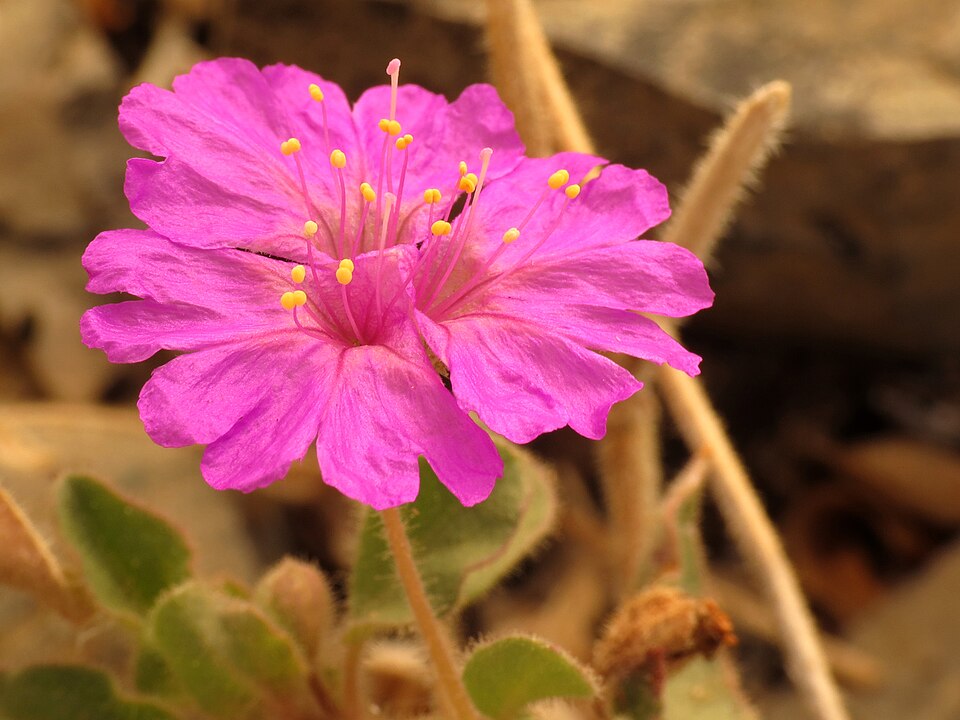 Allionia incarnata (Trailing Windmills) (alternate view 5)
